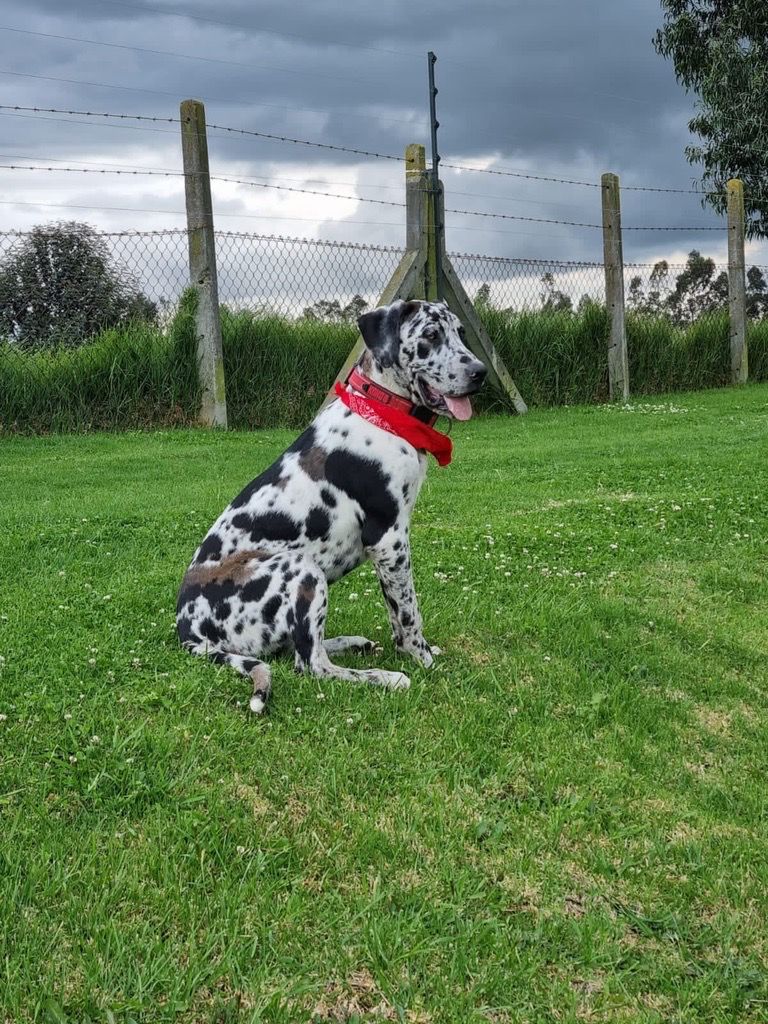 Mascota 1