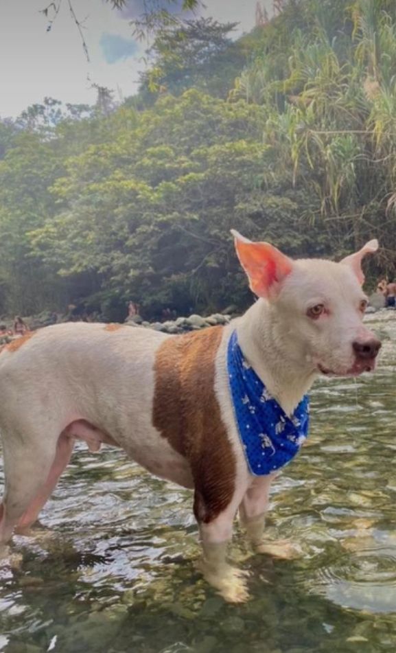 Mascota 2