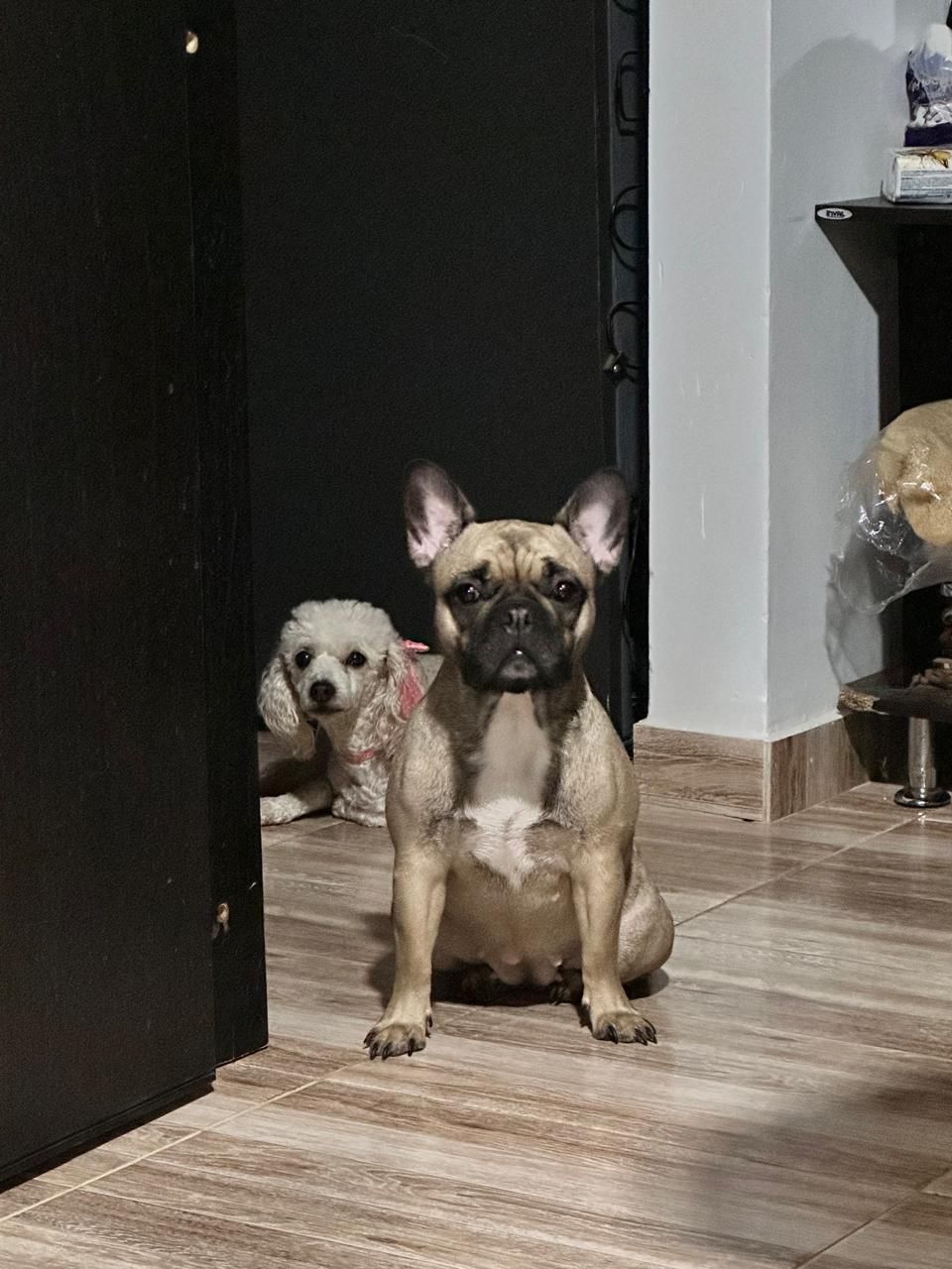 Mascota 5