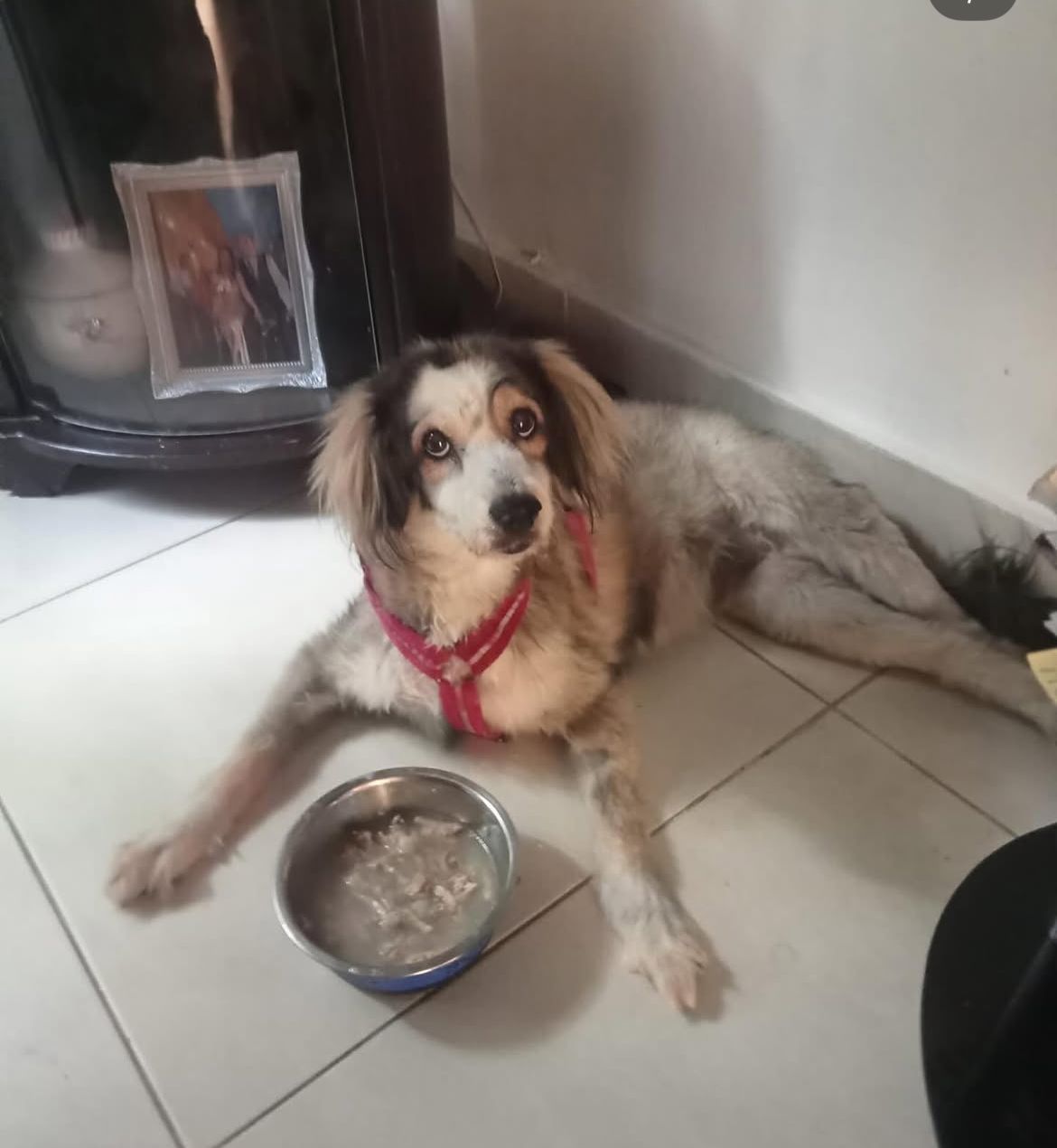 Mascota 6